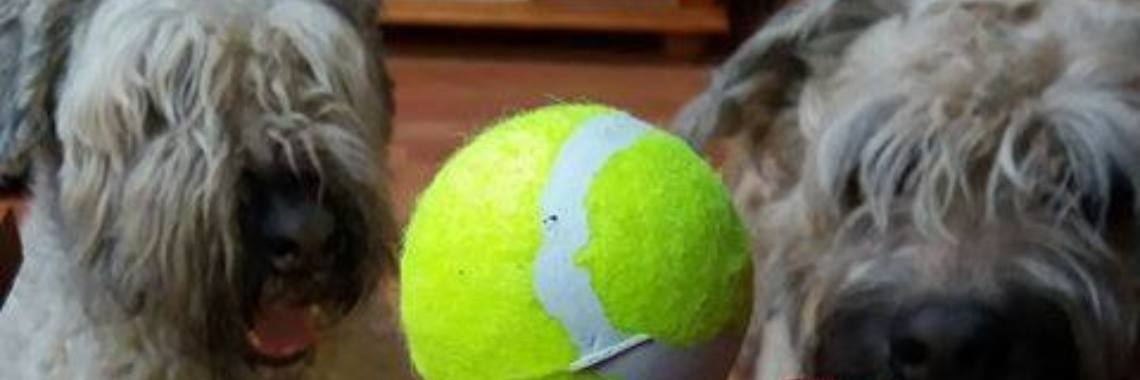 Wat een balletje al niet kan doen | Jolan