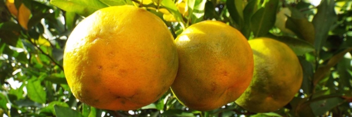 Etherische olie voor vele doeleinden ~ Bergamot | sylbibj