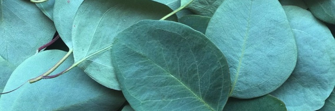 Etherische olie ~ voor vele doeleinden ~ Eucalyptus | sylbibj