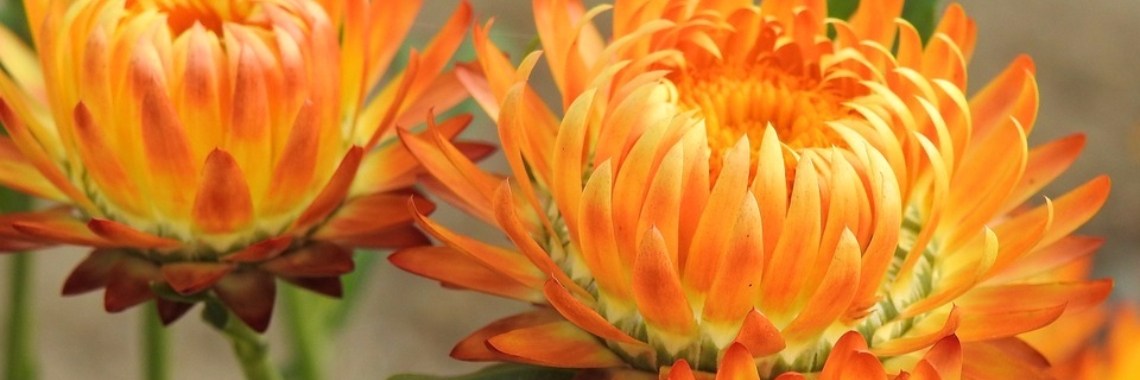 Etherische olie ~ voor vele doeleinden ~ Helichrysum | sylbibj