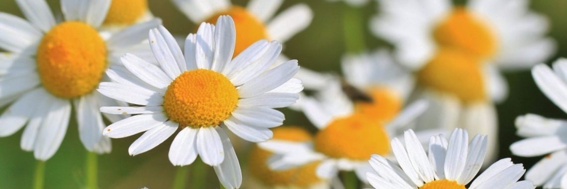 Etherische olie ~ voor vele doeleinden ~ Kamille | sylbibj