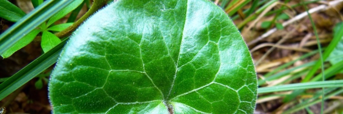 Etherische olie ~ voor vele doeleinden ~ Nardus | sylbibj