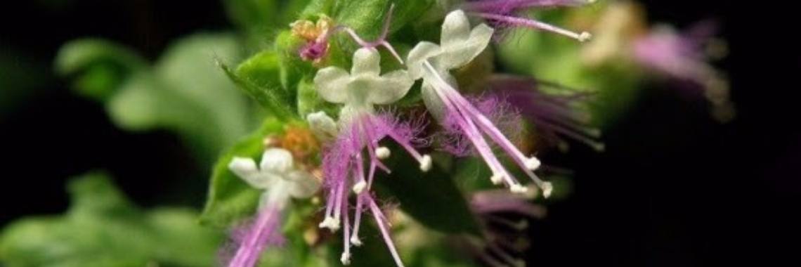 Etherische olie ~ voor vele doeleinden ~ Patchouli | sylbibj