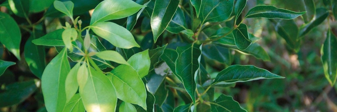 Etherische olie ~ voor vele doeleinden ~ Ravintsara | sylbibj