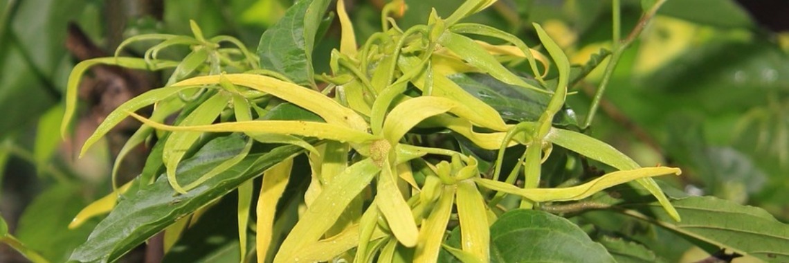 Etherische olie ~ voor vele doeleinden ~ Ylang Ylang | sylbibj