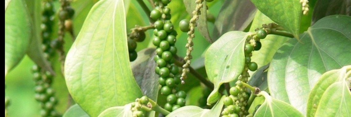 Etherische olie ~ voor vele doeleinden ~ Zwarte peper  | sylbibj