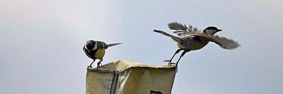 Fotograferen | sylbibj