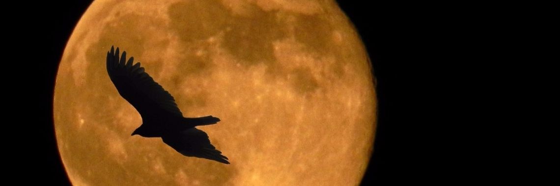 Heb jij al last van deze geweldige maan die er aan komt?  | sylbibj