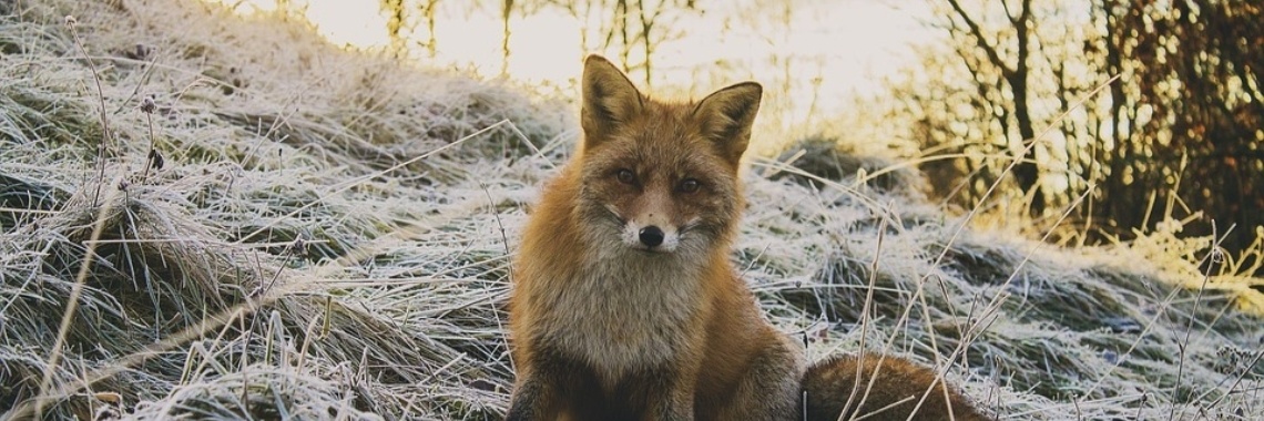 Een vooruitblik voor de Yoors review | HippieFox