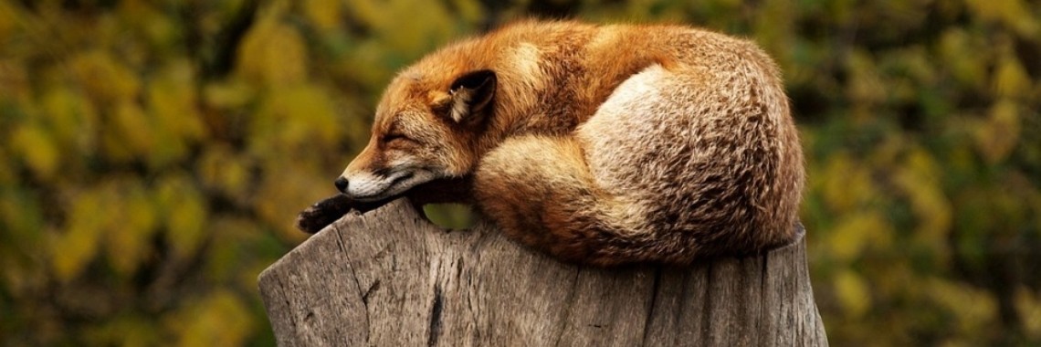 Review Yoors - Week 2 | HippieFox