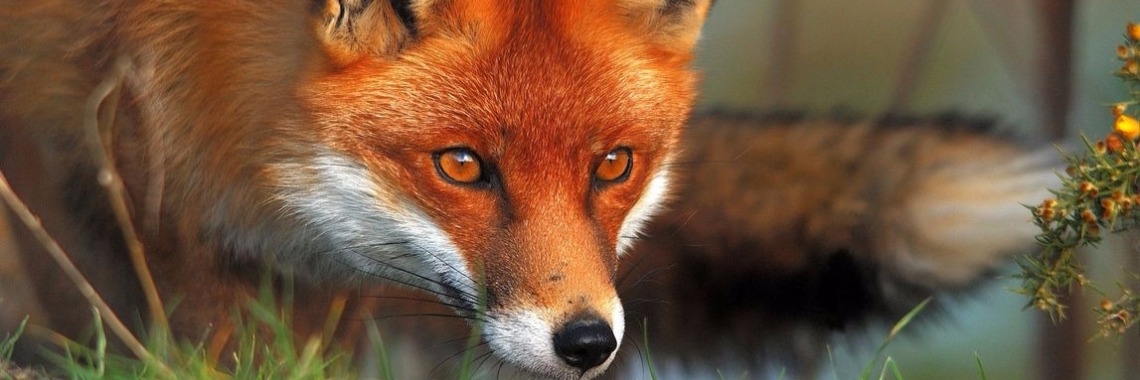 Species of fox around the world