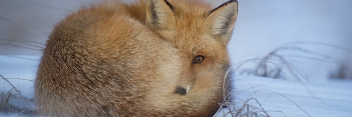 Yoors Review - week 6 | HippieFox