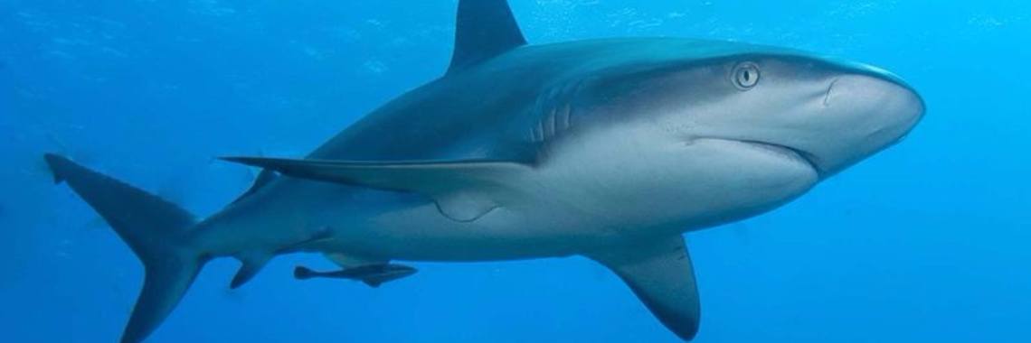 Help Jimi De Haaien  Te Helpen | Up&Down met Kaat