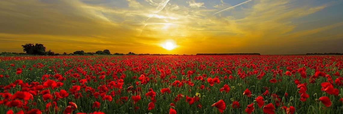 Picknick belofte | Up&Down met Kaat