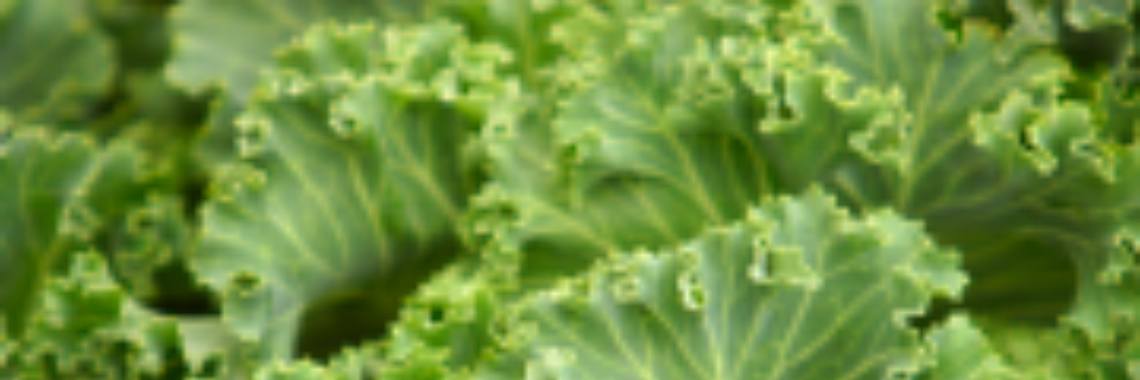 Boerenkoolstamppot met bamikruiden | Roodkapje