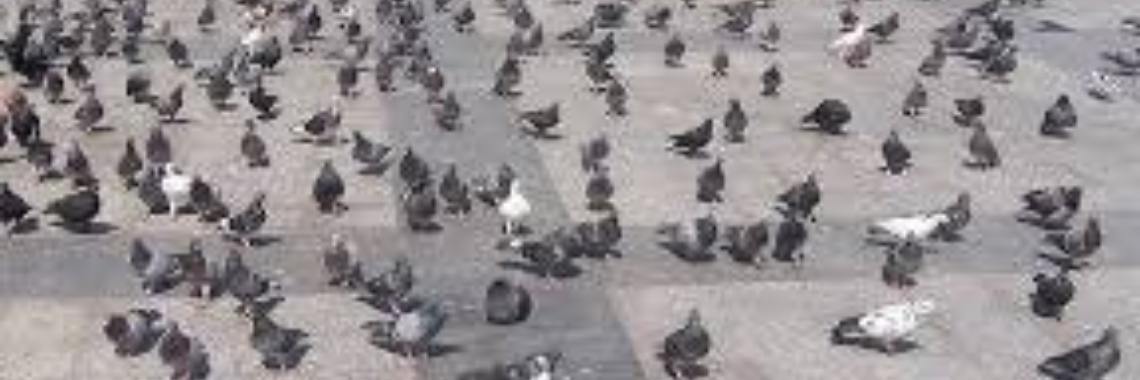 De dode duif | Roodkapje