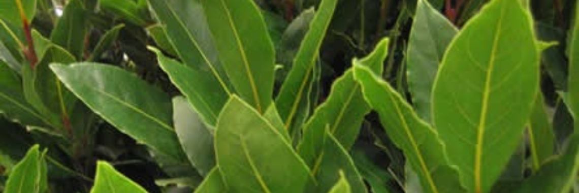 De laurierstruik (Laurus Nobilis) | Roodkapje