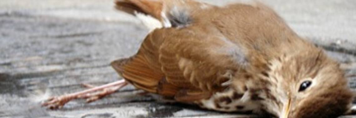 De stekker is eruit! | Roodkapje