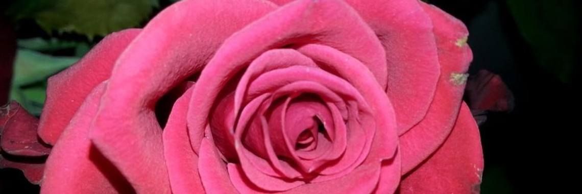 De zoektocht naar mijn vader | Roodkapje