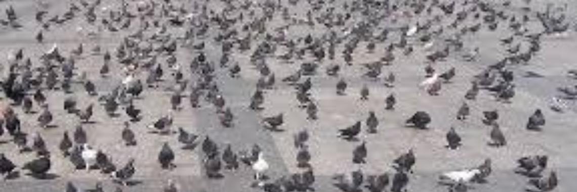 Een dood vogeltje | Roodkapje