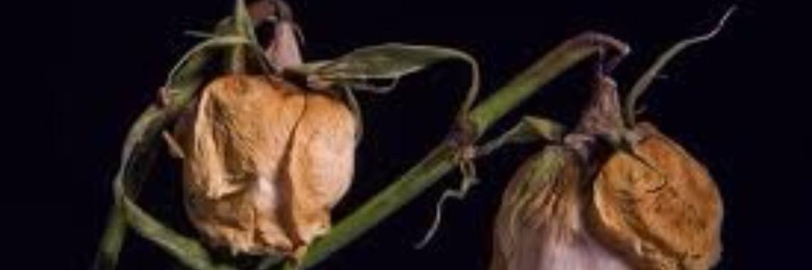 een miskraam | Roodkapje