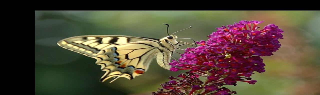 損失を処理する方法 | Roodkapje