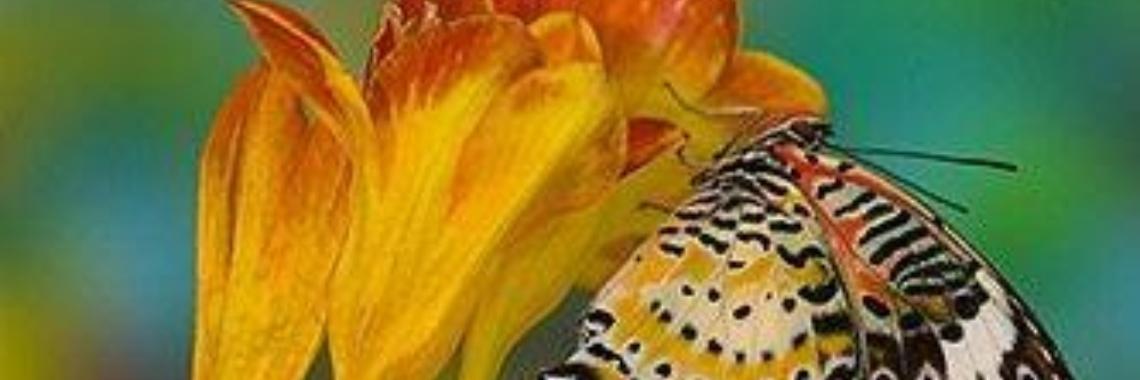 Ik zal je troosten | Roodkapje