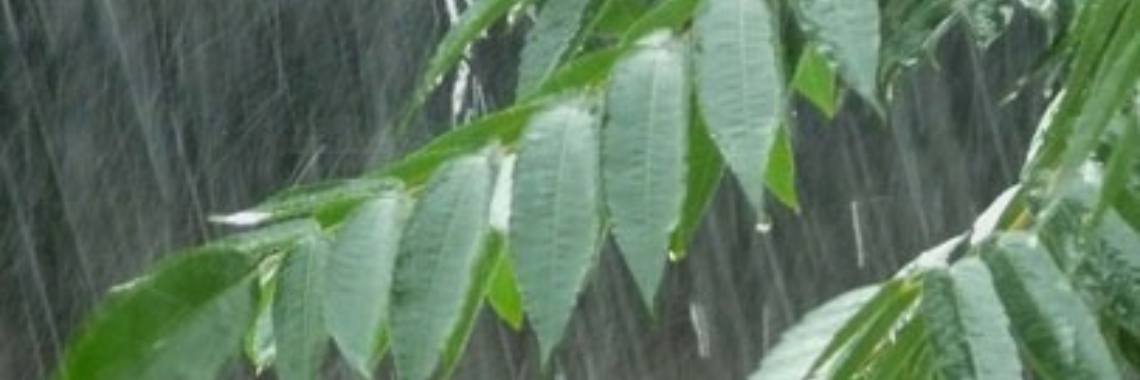 Nee, nooit meer | Roodkapje