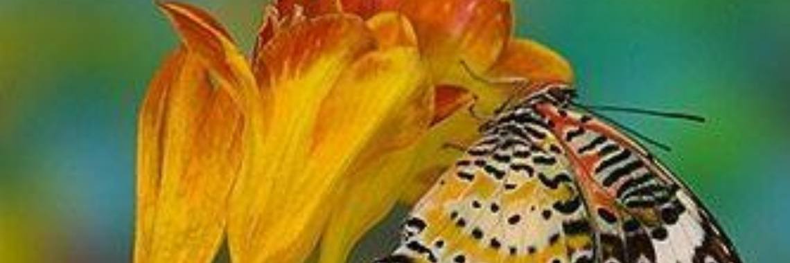 Wat betekenen dromen? Is dit paranormaal of...? | Roodkapje