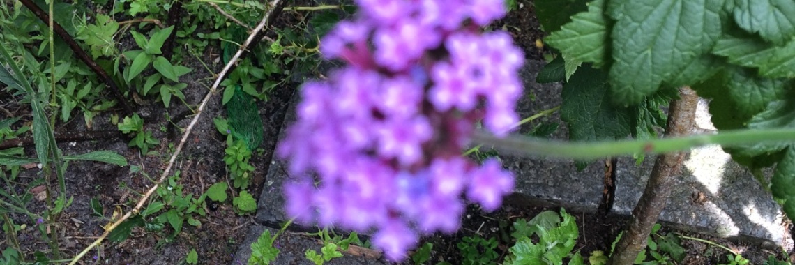 Wie is er gevoelig voor oplichting? | Roodkapje