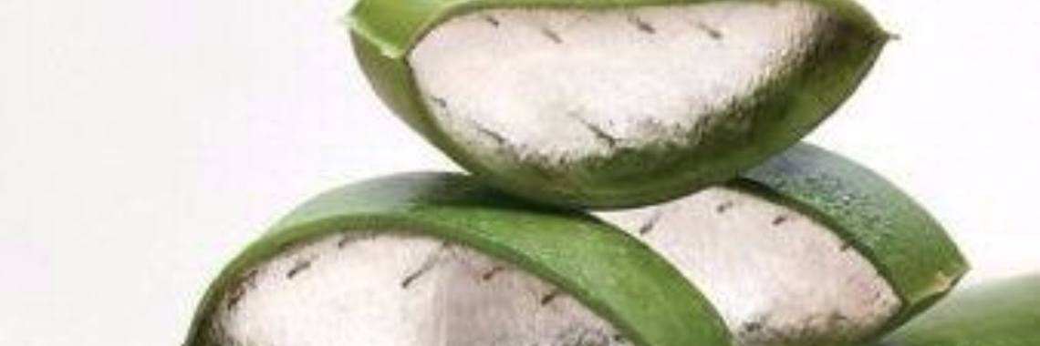 Aloe vera, queen of medicine plants. | bibimakeupqueen