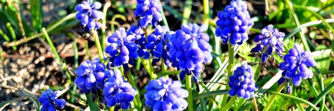 Hungarian Nature in my garden. | bibimakeupqueen