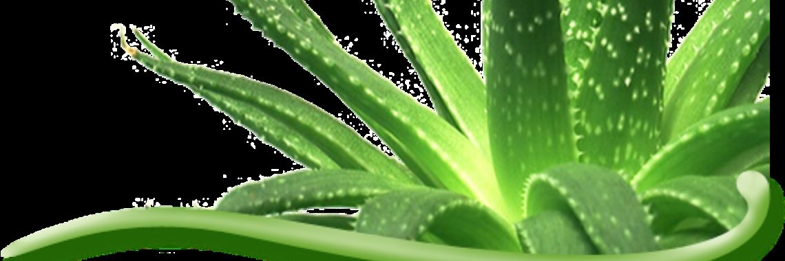 Questions about aloe vera drinkgel. | bibimakeupqueen