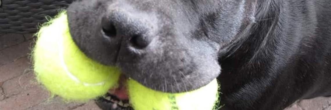 Ballenbak | Machteld