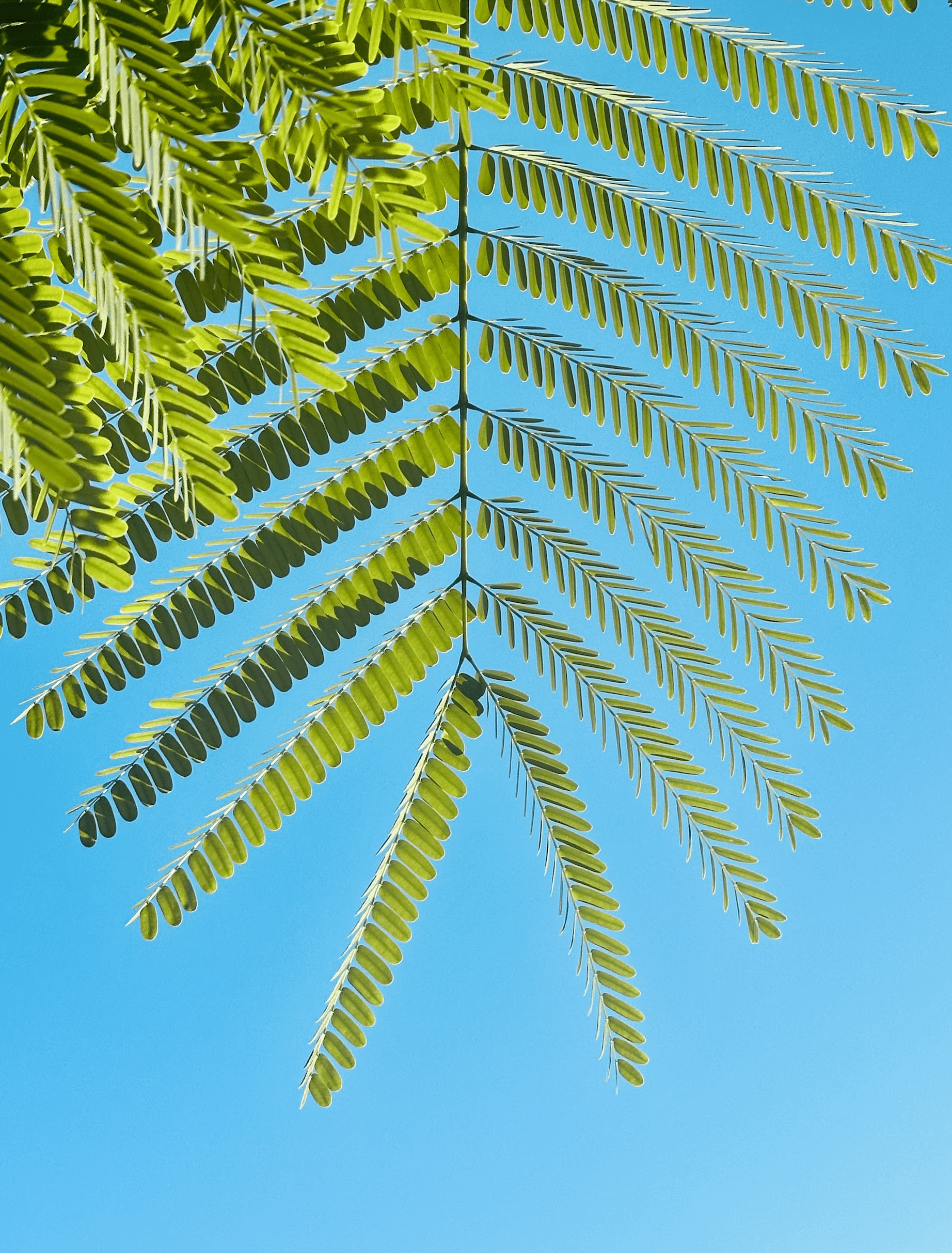 De Flamboyantboom op Curaçao: Een Kleurrijk Icoon van Natuur en Cultuur | Curaçao HOW