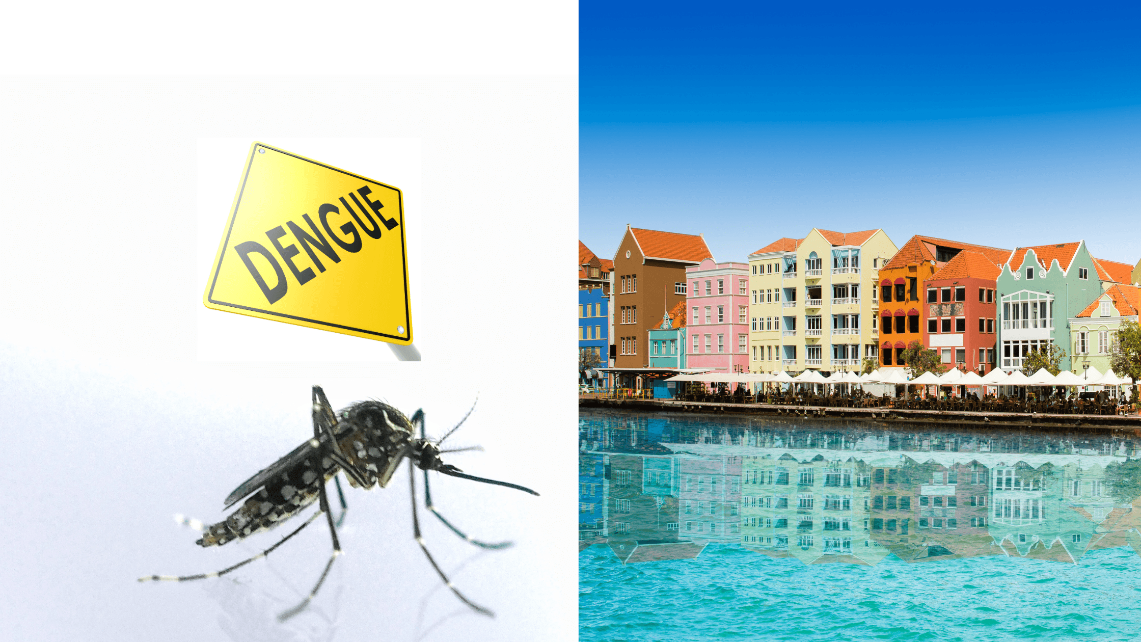 Dengue op Curaçao: Wat je moet weten voor je vakantie | Curaçao HOW