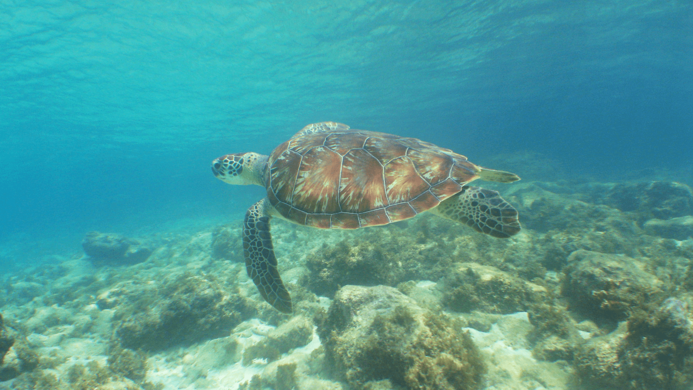 Turtles on Curacao: Everything about Spotting, Swimming and Protection | Curaçao HOW