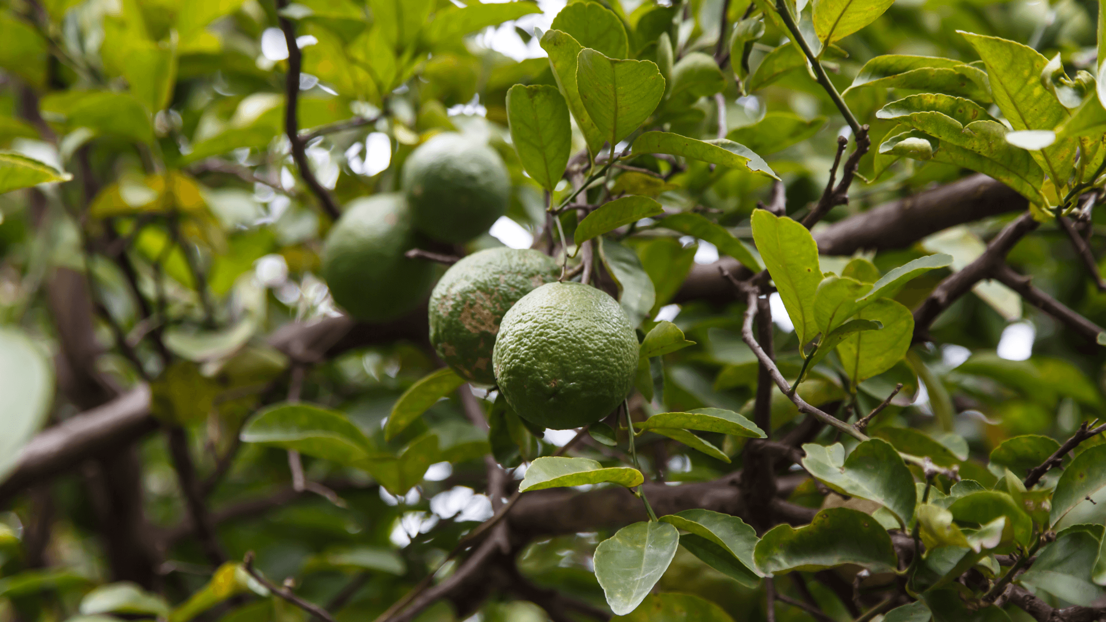 Curacao's Laraha Orange: History, Taste and Culture | Curaçao HOW