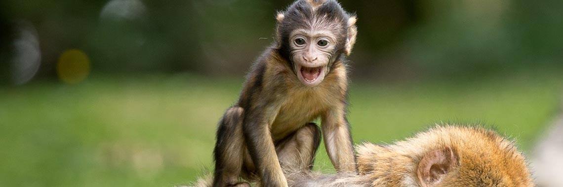                                                   Mijn 3 grote vrienden | Cocky Schipper