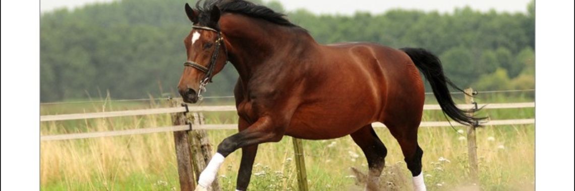 keuzes deel 6 | Kim WK