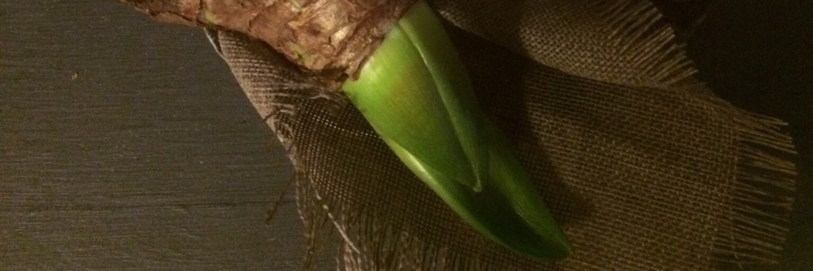 Amaryllis. | Creatief met Gea