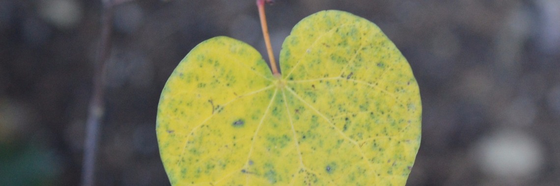 Kan jij mij helpen misschien? | CoteAimee