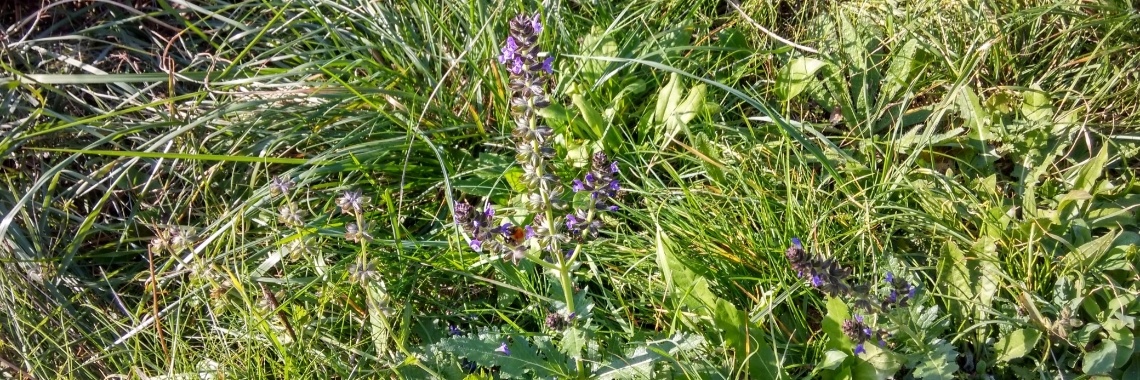 Wandeling | CoteAimee