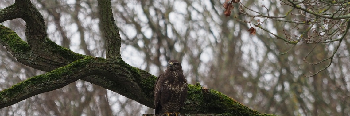 Ontmoeting met een buizerd bij Marquette in Heemskerk | Encaustichris