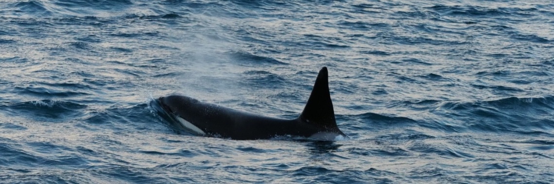 Vijftig tinten groen: Onze Orka excursie in IJsland (fotoblog) | Encaustichris