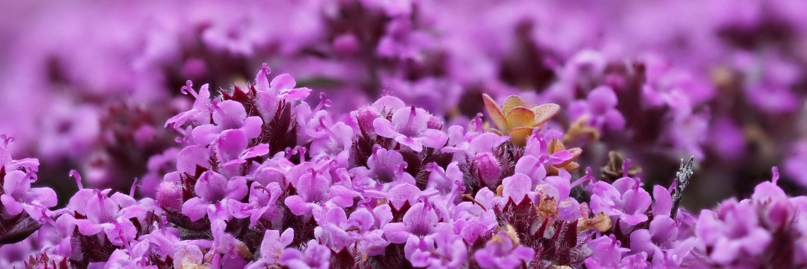 Vijftig tinten groen: de bloemen van IJsland (photoblog). | Encaustichris