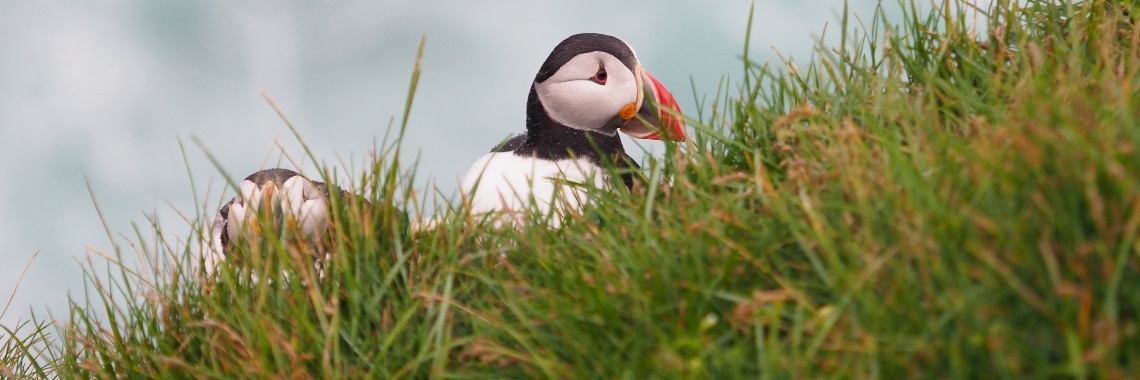 Vijftig tinten groen: de papegaaiduikers van Latrabjarg (informatief fotoblog). | Encaustichris