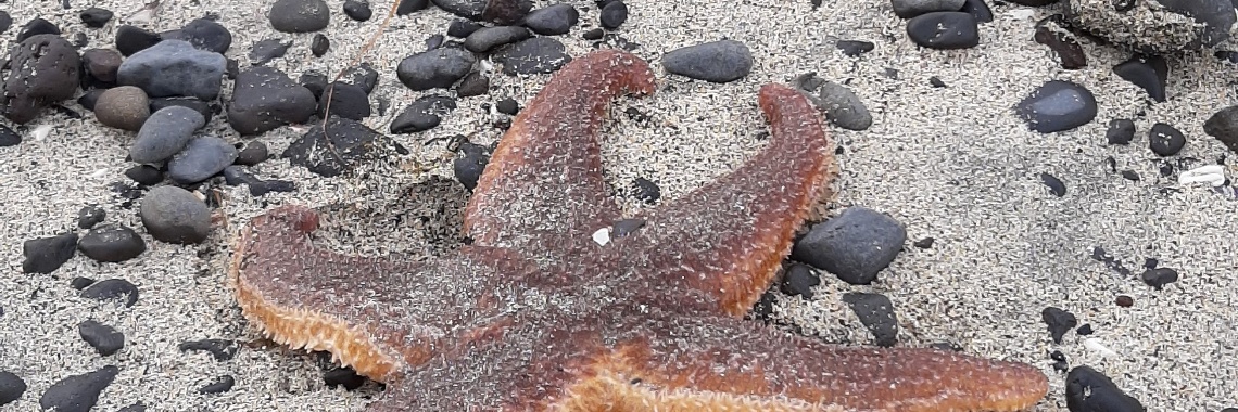 Vijftig tinten groen: white sand beach, en de reddingsbrigade (video). | Encaustichris