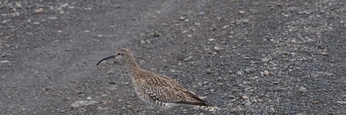 Vijftig tinten groen: de Regenwulp (in foto en video). | Encaustichris