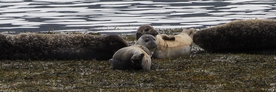 Vijftig tinten groen: De zeehondenkolonie van Litlibaer. | Encaustichris